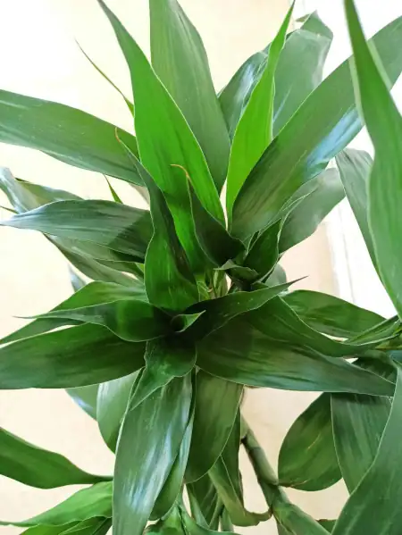 消之宝